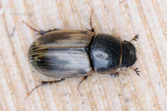 Melinopterus prodromus