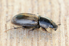 Melinopterus prodromus