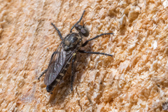 Cyrtopogon lateralis