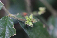 Lasianthus hirsutus