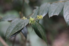 Lasianthus hirsutus