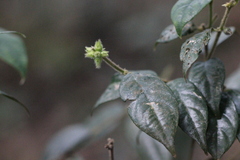 Lasianthus hirsutus