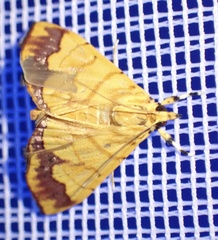 Cryptosara caritalis