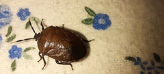 Pentatomoidea