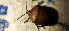 Pentatomoidea