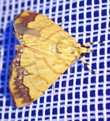 Cryptosara caritalis