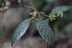 Lasianthus hirsutus