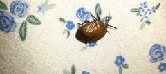 Pentatomoidea