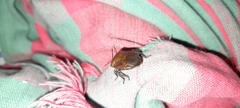 Pentatomoidea
