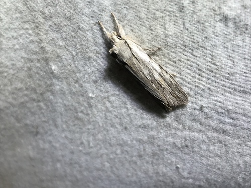 Lemmer's Pinion photo 5