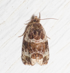 Olethreutes versicolorana