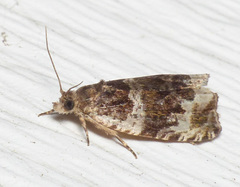 Olethreutes versicolorana