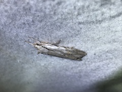 Lithophane lemmeri