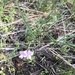 Lathyrus lanszwertii bijugatus - Photo 由 tombesser 所上傳的 (c) tombesser，保留部份權利CC BY-NC