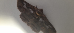 Pericyma