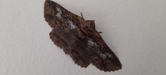 Pericyma
