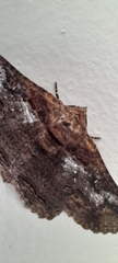 Pericyma