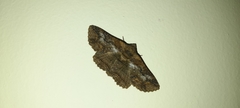 Pericyma