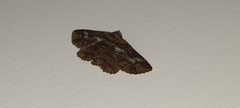Pericyma