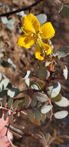 Senna purpusii, photograph 3
