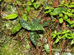 Goodyera schlechtendaliana