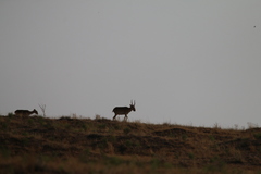 Saiga tatarica