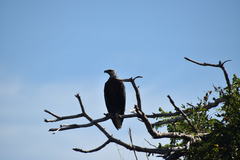 Haliaeetus vociferoides