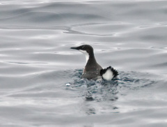 Synthliboramphus craveri