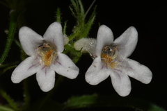 Penstemon kralii