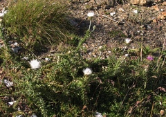 Carduus defloratus carlinifolius