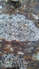 Graphis pulverulenta