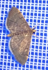 Prophantis