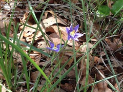 Nemastylis geminiflora