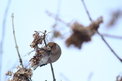 Coccothraustes coccothraustes