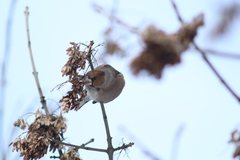 Coccothraustes coccothraustes