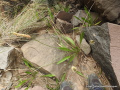 Plantago linearis