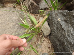 Plantago linearis