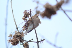 Coccothraustes coccothraustes