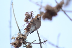 Coccothraustes coccothraustes