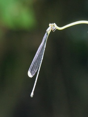 Mecistogaster ornata