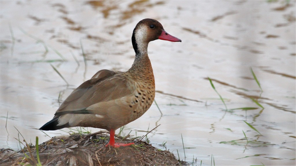 Brazilian Teal