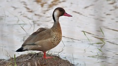 Brazilian Teal photo 1