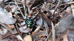 Sericotrupes niger