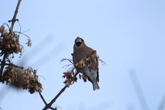 Coccothraustes coccothraustes