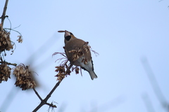 Coccothraustes coccothraustes