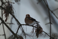 Coccothraustes coccothraustes