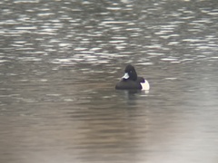 Aythya fuligula