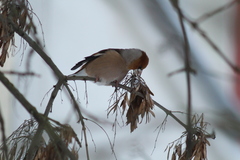 Coccothraustes coccothraustes