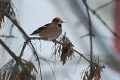 Coccothraustes coccothraustes