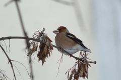 Coccothraustes coccothraustes